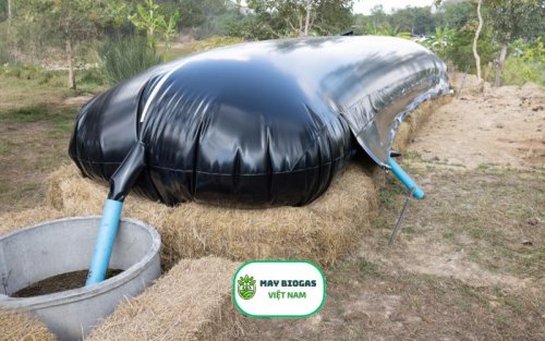 Lợi ích của bể biogas đối với chăn nuôi heo, bò, gà, vịt.jpg