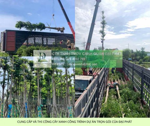 báo giá cung cấp cây xanh thảm cỏ công trình 1.jpg