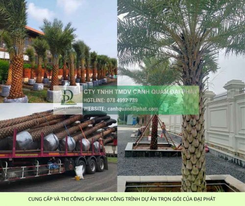 báo giá cung cấp cây xanh thảm cỏ công trình 2.jpg