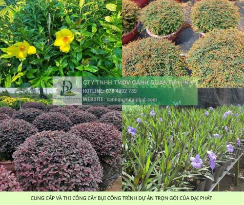 báo giá cung cấp cây xanh thảm cỏ công trình 3.jpg