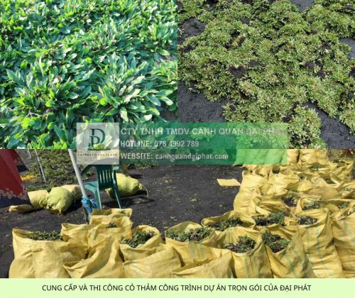 báo giá cung cấp cây xanh thảm cỏ công trình 4.jpg