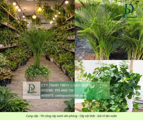 Cung cấp thi công chăm sóc cây xanh văn phòng  120326 2.jpg