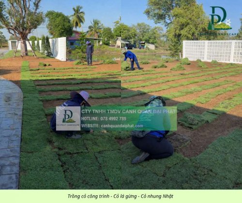Trồng thảm cỏ công trình Đồng Nai  290326 1.jpg
