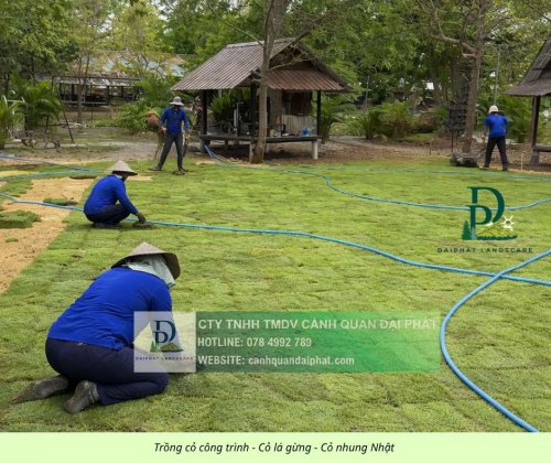 Trồng thảm cỏ công trình Đồng Nai  290326 3.jpg
