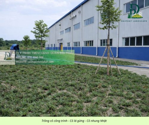 Trồng thảm cỏ công trình Đồng Nai  290326 4.jpg