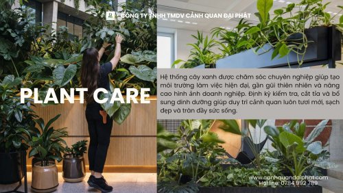 chăm sóc cây xanh văn phòng 030423 2.jpg