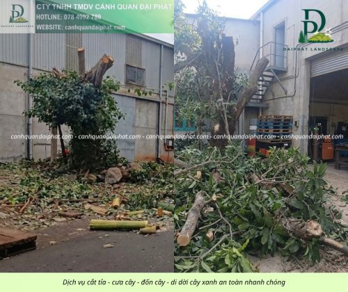 Cưa cây - đốn cây - di dời cây 050429 1.jpg