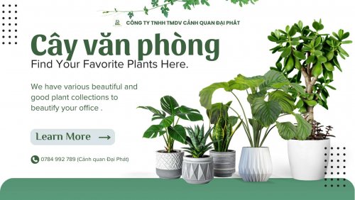 Cung cấp cây xanh văn phòng 070426 1.jpg