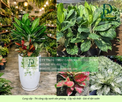 Cung cấp thi công chăm sóc cây xanh văn phòng  120326 3.jpg