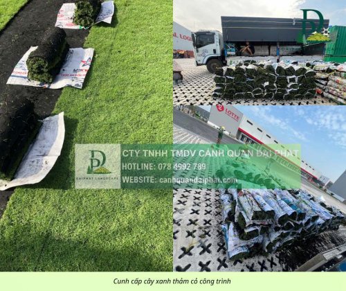 Cung cấp thi công chăm sóc cây xanh thảm cỏ công trình Đồng Nai  070326 7.jpg