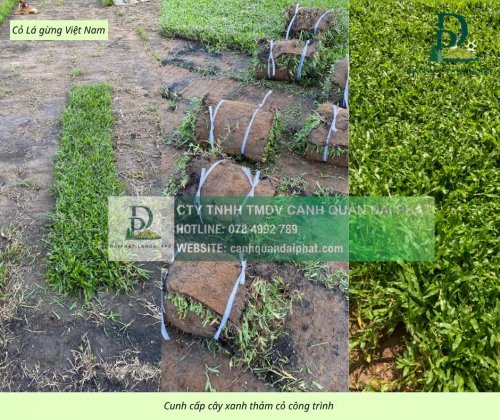 Cung cấp thi công chăm sóc cây xanh thảm cỏ công trình Đồng Nai  220326 4.jpg