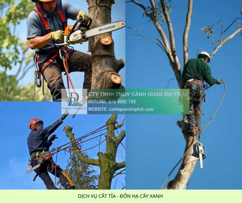 Dịch vụ cắt tỉa đốn hạ cây xanh .jpg