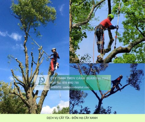 Dịch vụ cắt tỉa đốn hạ cây xanh 4.jpg