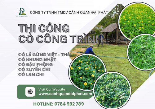 thi công cỏ lá gừng cỏ nhung nhật 170426 1.jpg