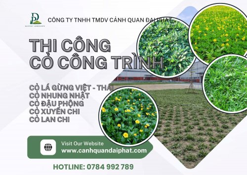 thi công cỏ lá gừng cỏ nhung nhật 170426 2.jpg