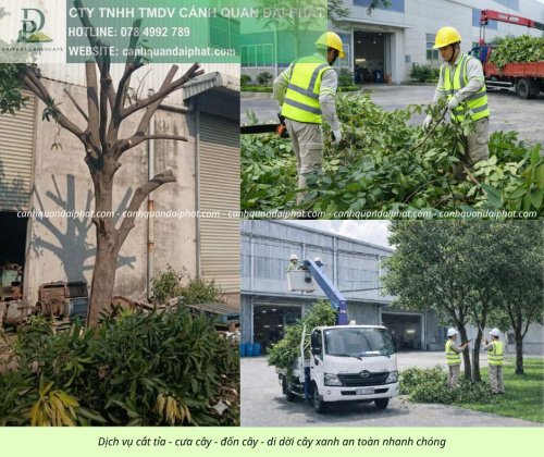 Cưa cây - đốn cây - di dời cây 200426 3.jpg