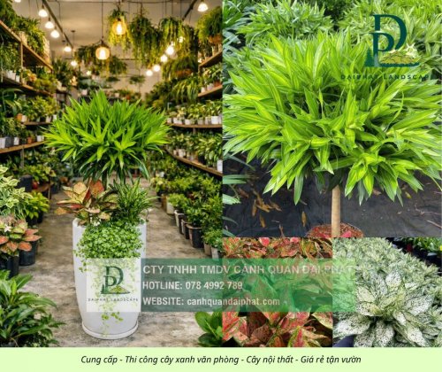 Cung cấp thi công chăm sóc cây xanh văn phòng  200426 7.jpg