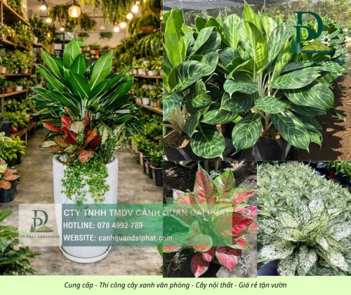 Cung cấp thi công chăm sóc cây xanh văn phòng  200426 4.jpg